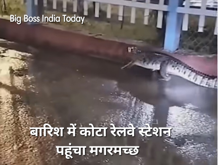 सोगरिया रेलवे स्टेशन पर मिला मगरमच्छ