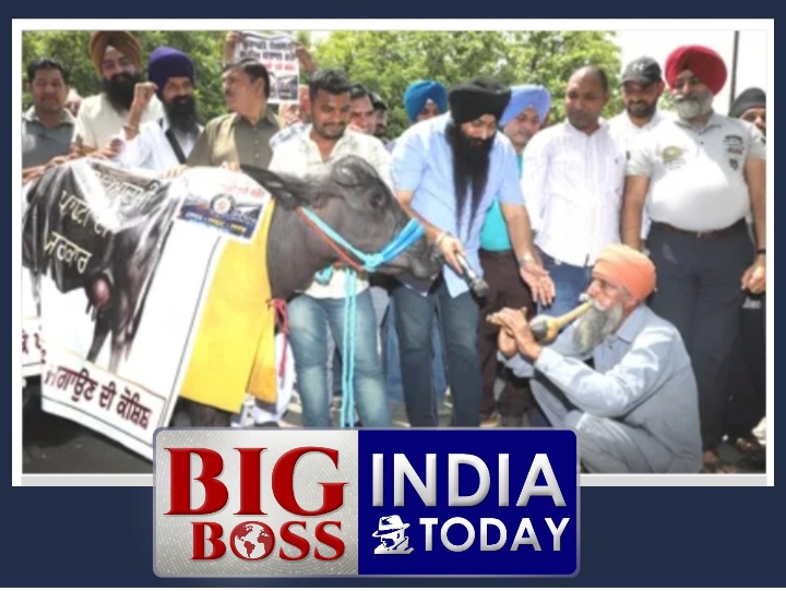 पंजाब सरकार के कर्मचारियों का पुरानी पैंशन बहाली को लेकर अनोखा धरना-प्रदर्शन  - " भैंस के आगे बीन बजाना "